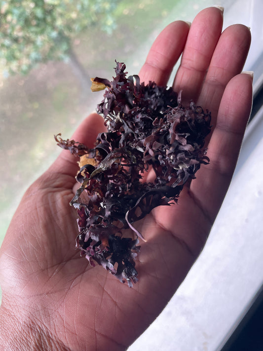 Dried Irish Seamoss (chondrus crispus)